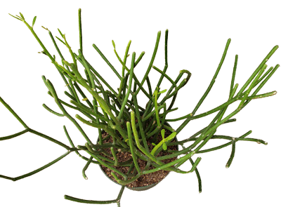 Pencil Cactus